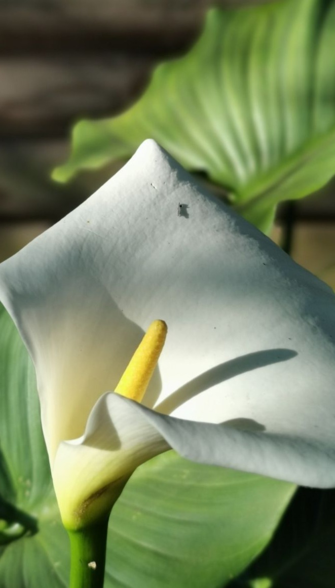 Calla Lily (Zantedeschia aethiopica)