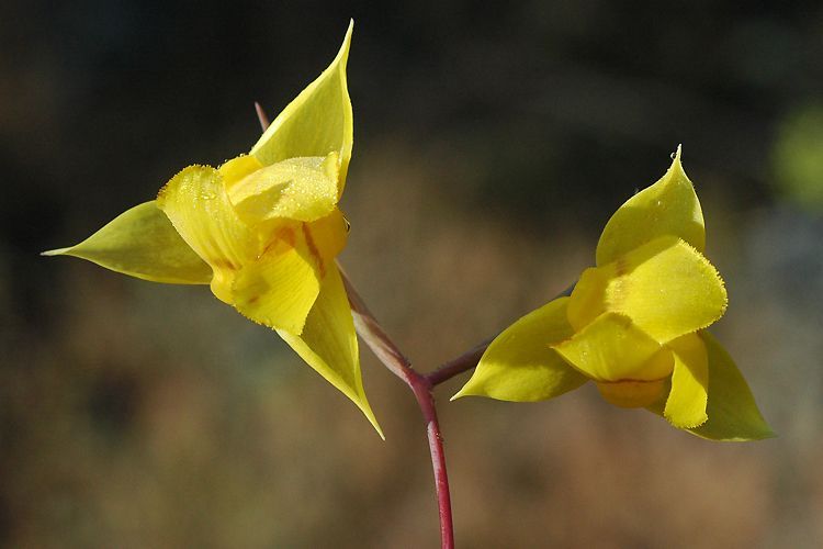 Calochortus amabilis