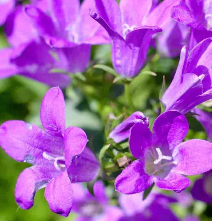 Campanula (Bellflower)