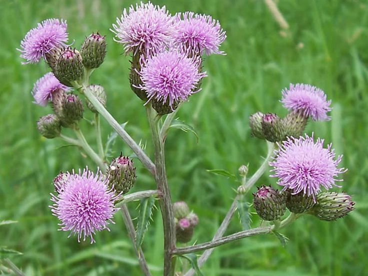 Canada Thistle