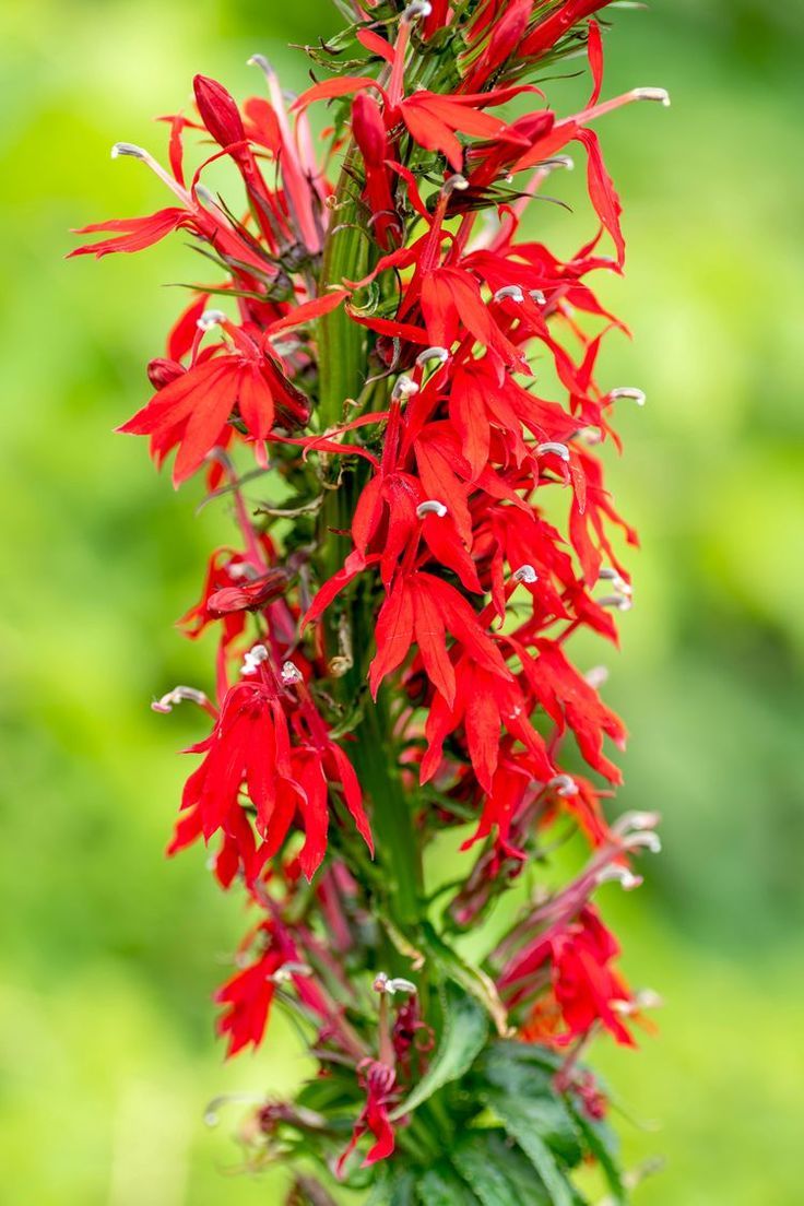 Cardinal Flower