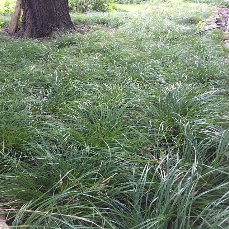 Carex (Sedge)