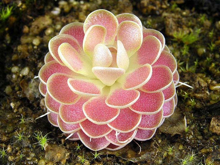 Carnivorous Butterwort (Pinguicula)