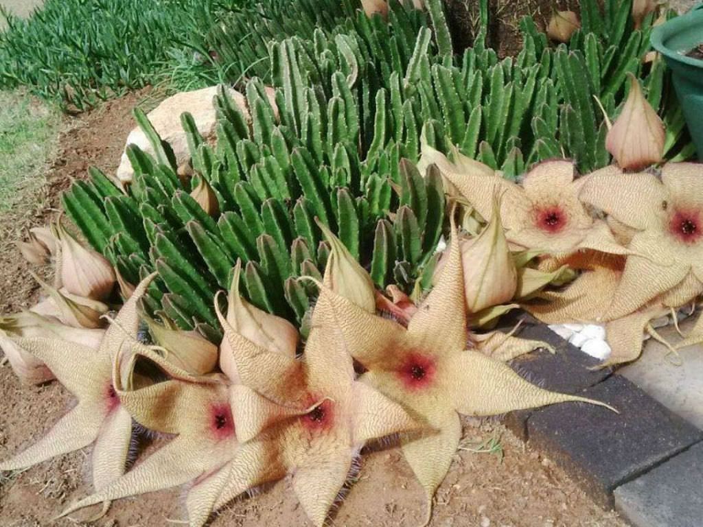 Carrion Flower (Stapelia gigantea)