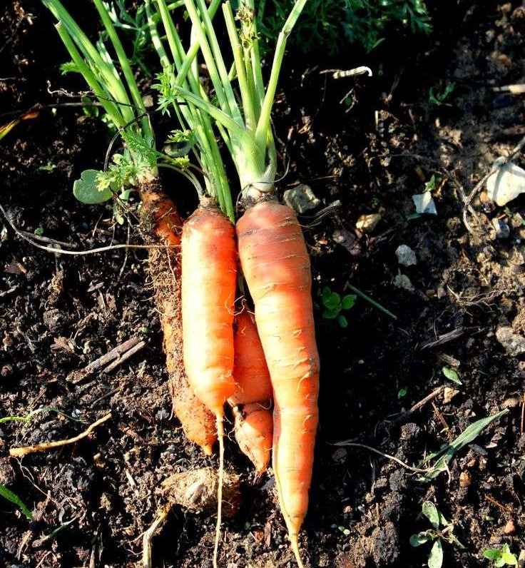 Carrots