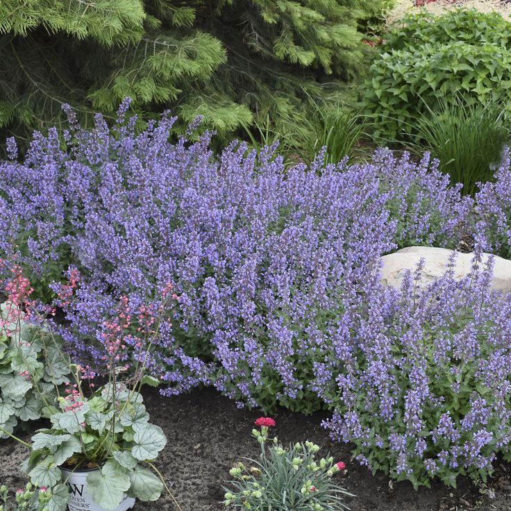 Catmint (Nepeta)