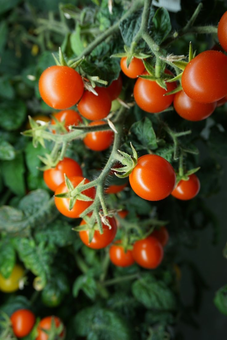 Cherry Tomatoes