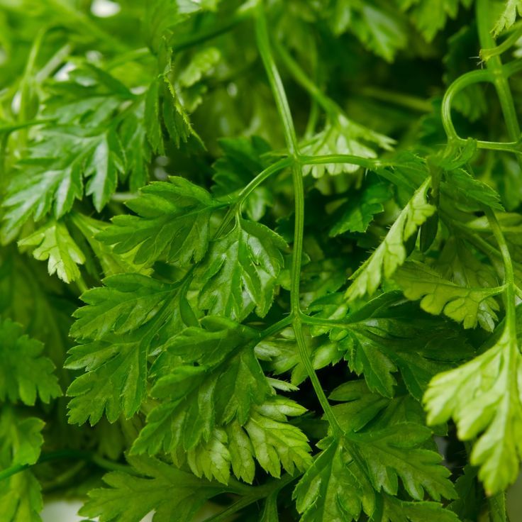 Chervil