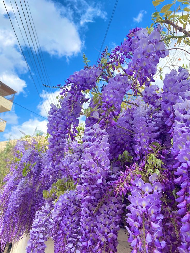 Chinese Wisteria