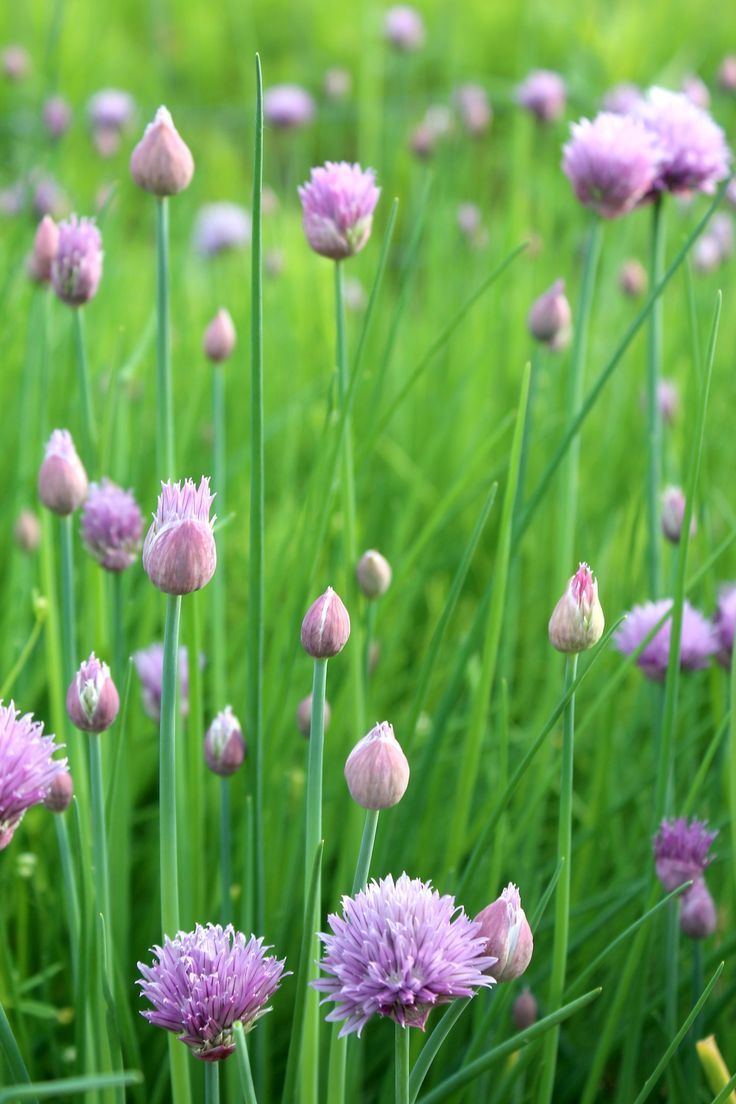 Chives