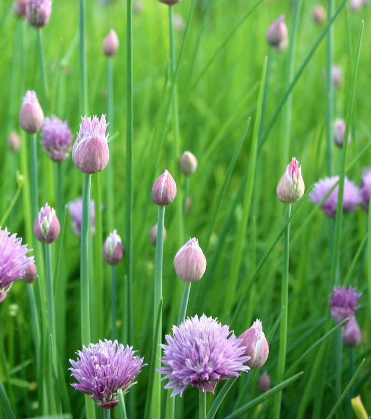 Chives