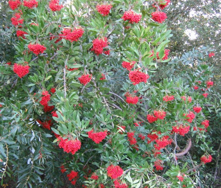 Christmas Berry (Heteromeles arbutifolia)