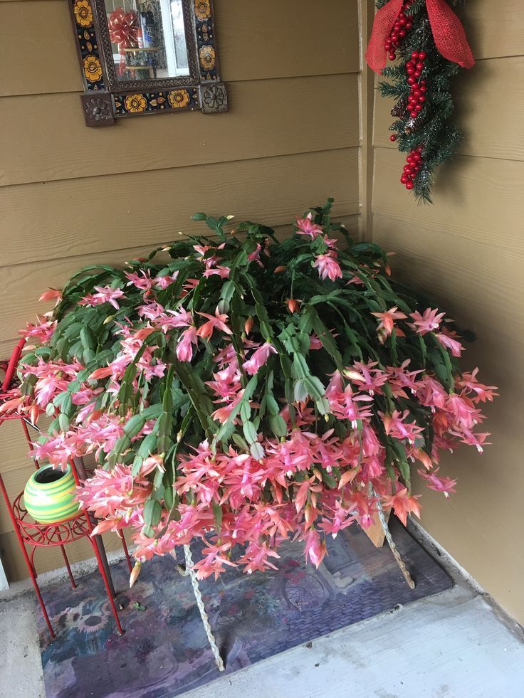 Christmas Cactus