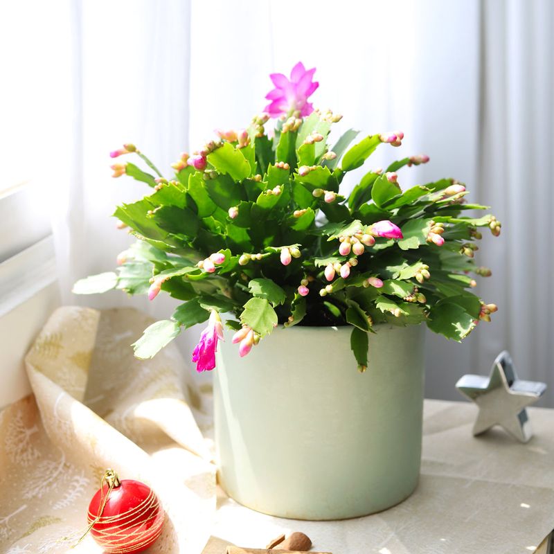 Christmas Cactus