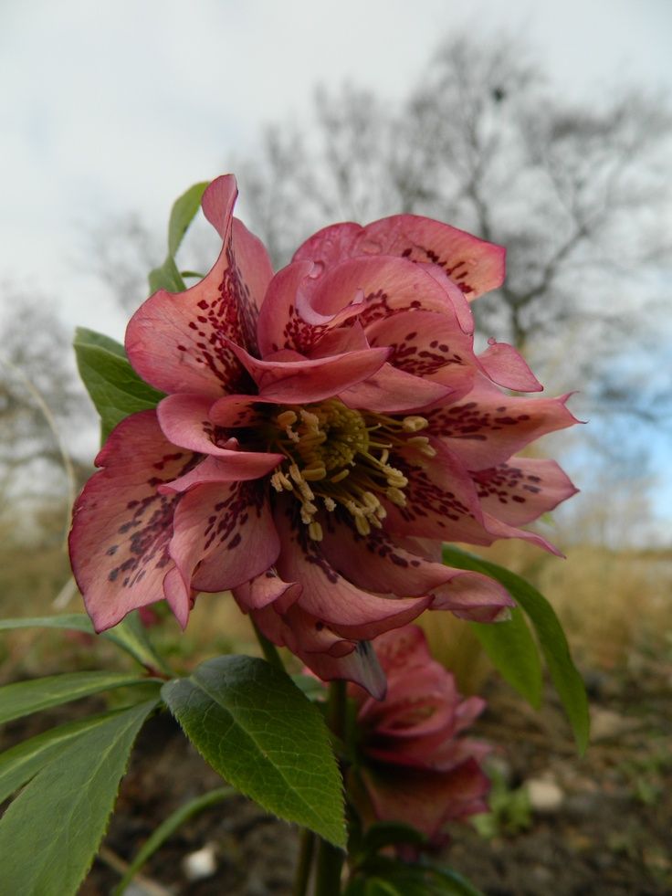 Christmas Rose