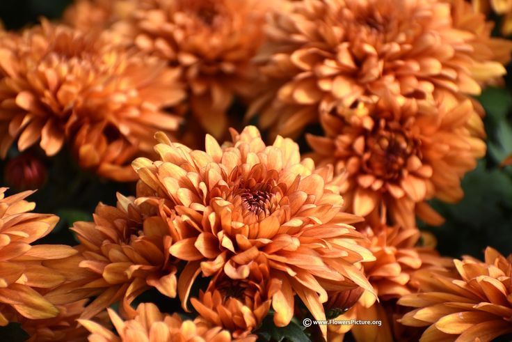 Chrysanthemums