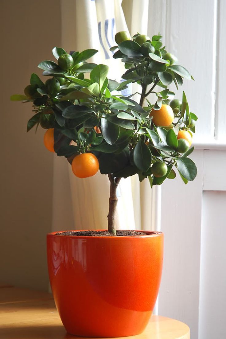 Citrus Trees (Lemon, Lime, Orange)