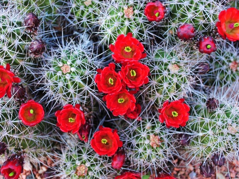 Claret Cup Cactus