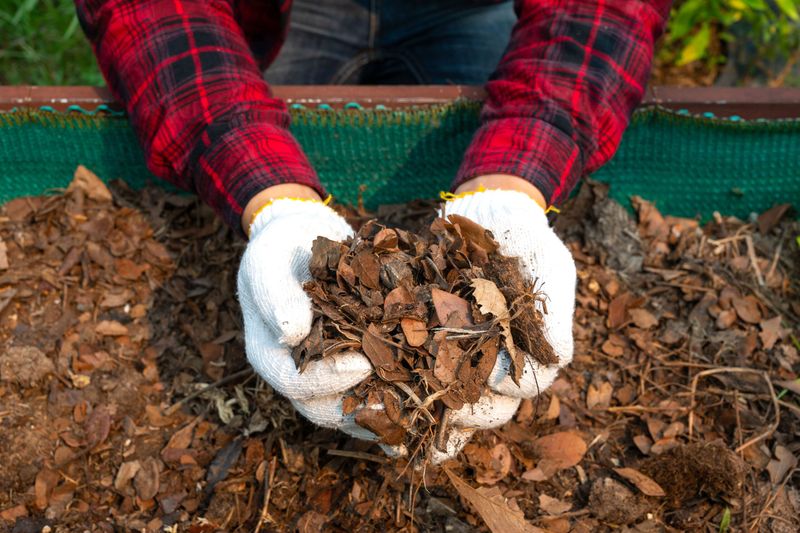 Compost Gold