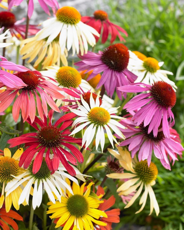 Coneflowers