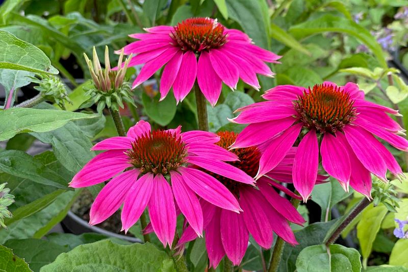 Coneflowers