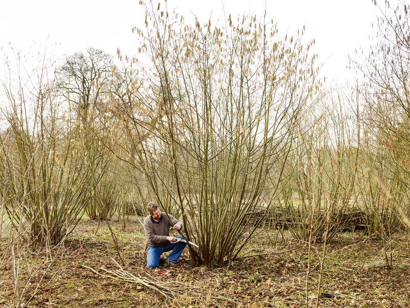 Coppicing Method