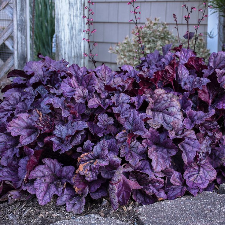 Coral Bells