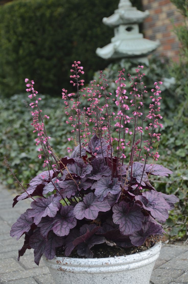 Coral Bells (Heuchera)