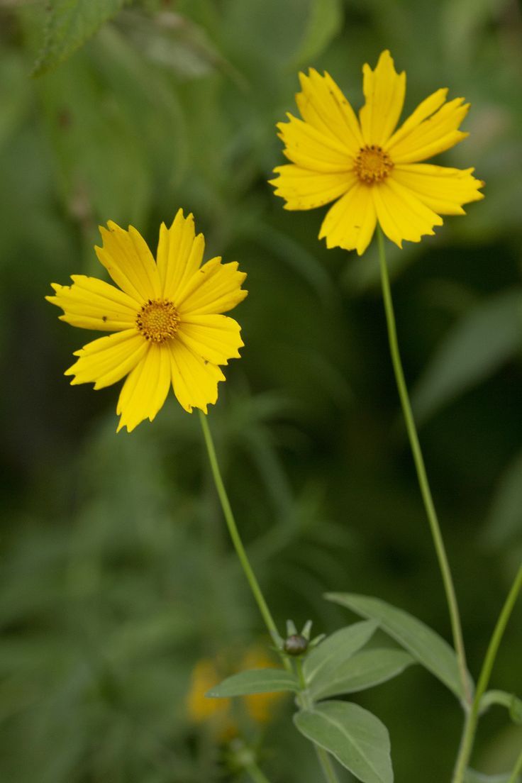 Coreopsis