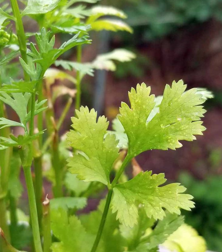 Coriander