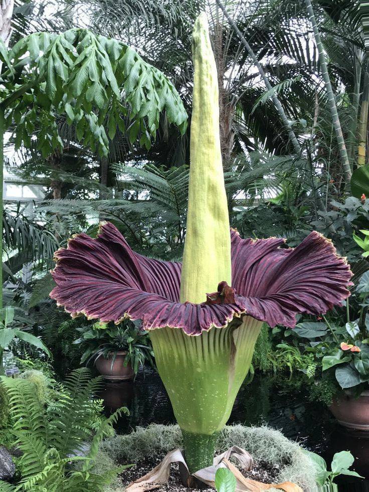 Corpse Flower (Amorphophallus titanum)