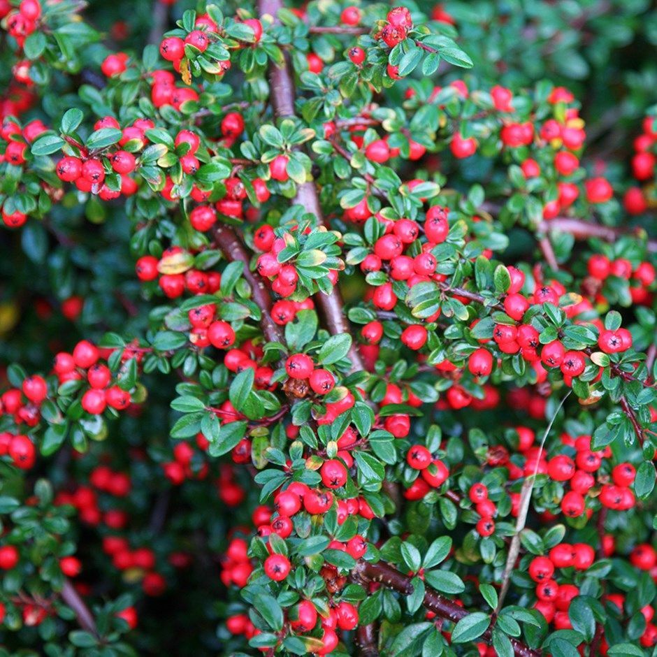 Cotoneaster (Cotoneaster horizontalis)