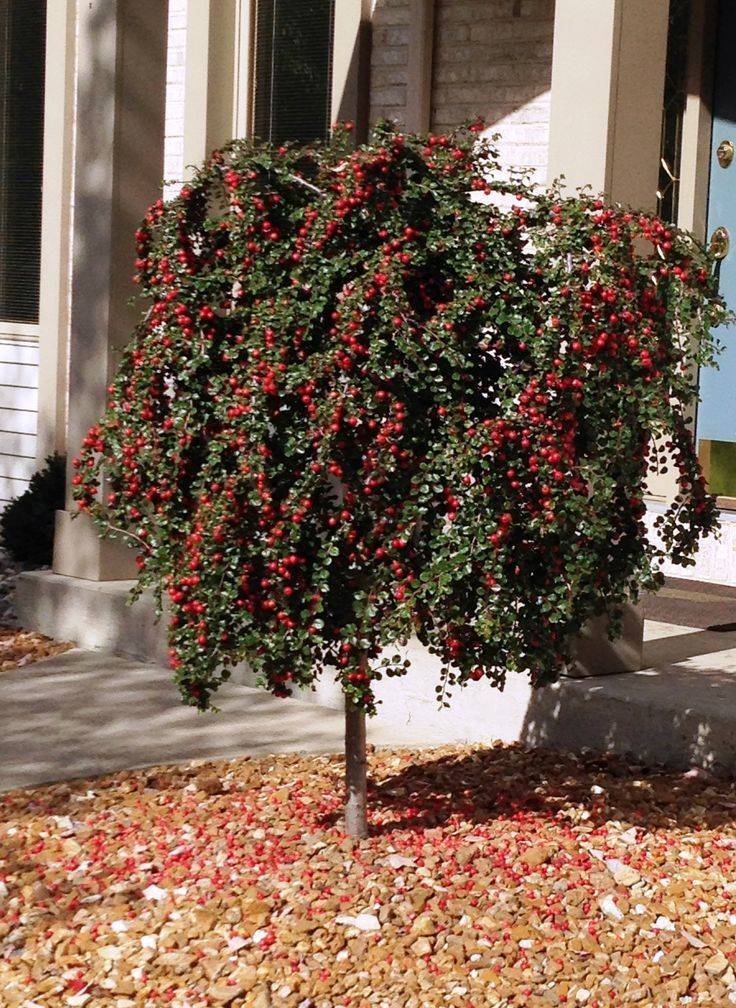 Cranberry Cotoneaster (Cotoneaster apiculatus)