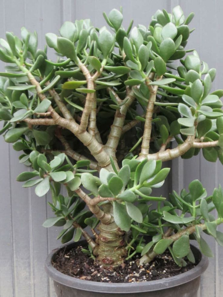 Crassula Ovata