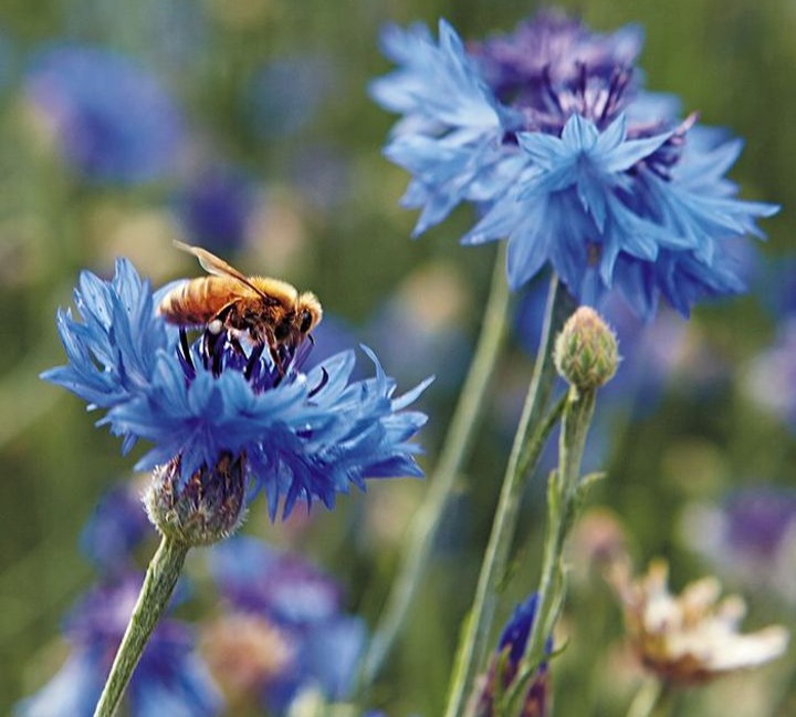 Create a Pollinator-Friendly Garden