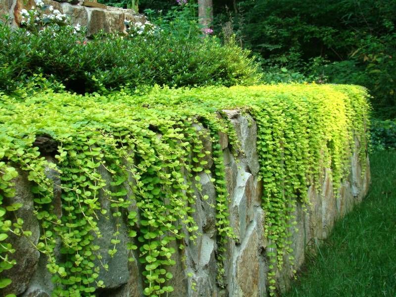 Creeping Jenny