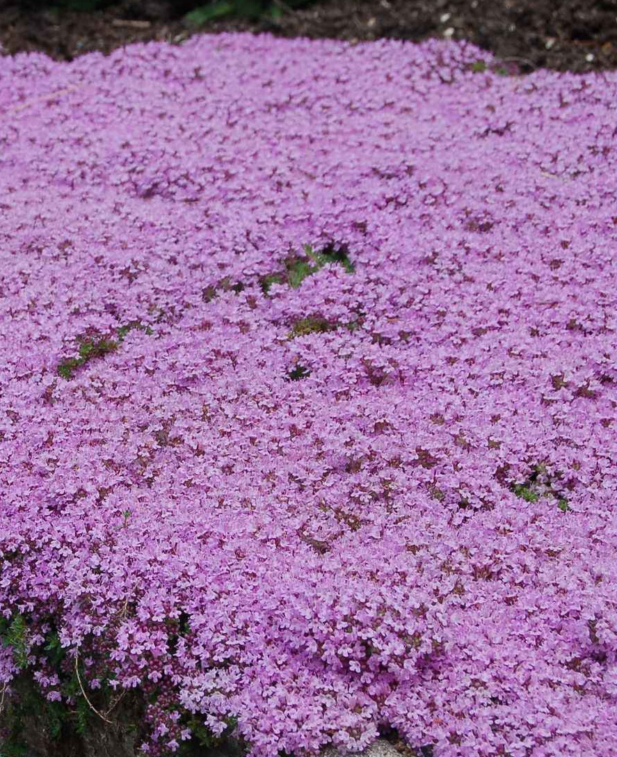 Creeping Thyme