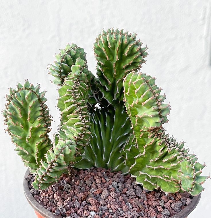 Crested Euphorbia