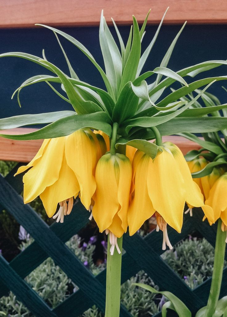 Crown Imperial (Fritillaria imperialis)