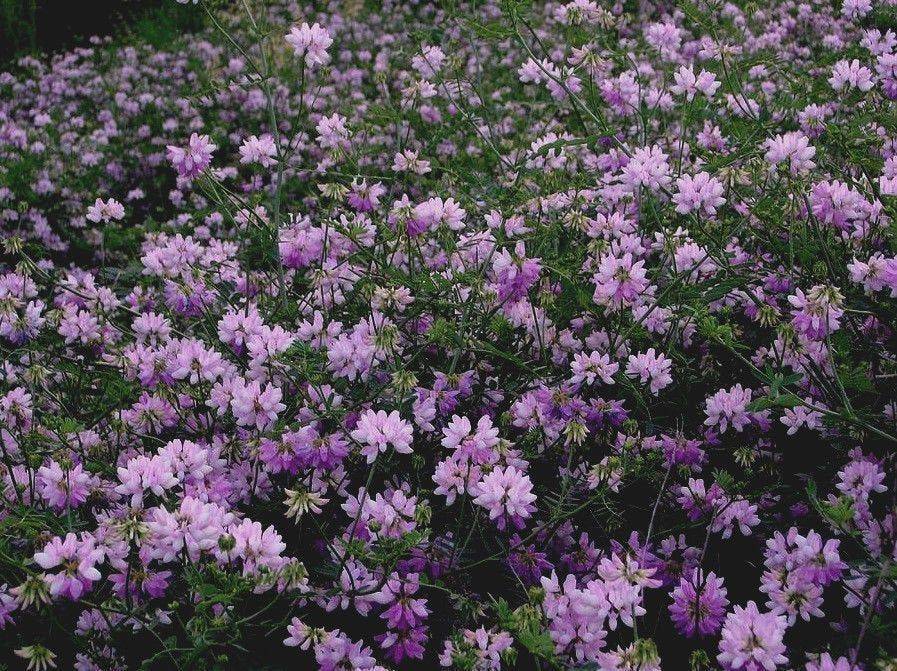 Crown Vetch