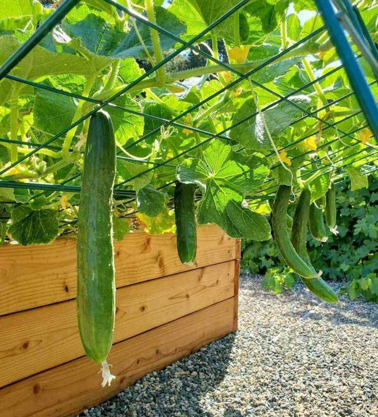 Cucumbers