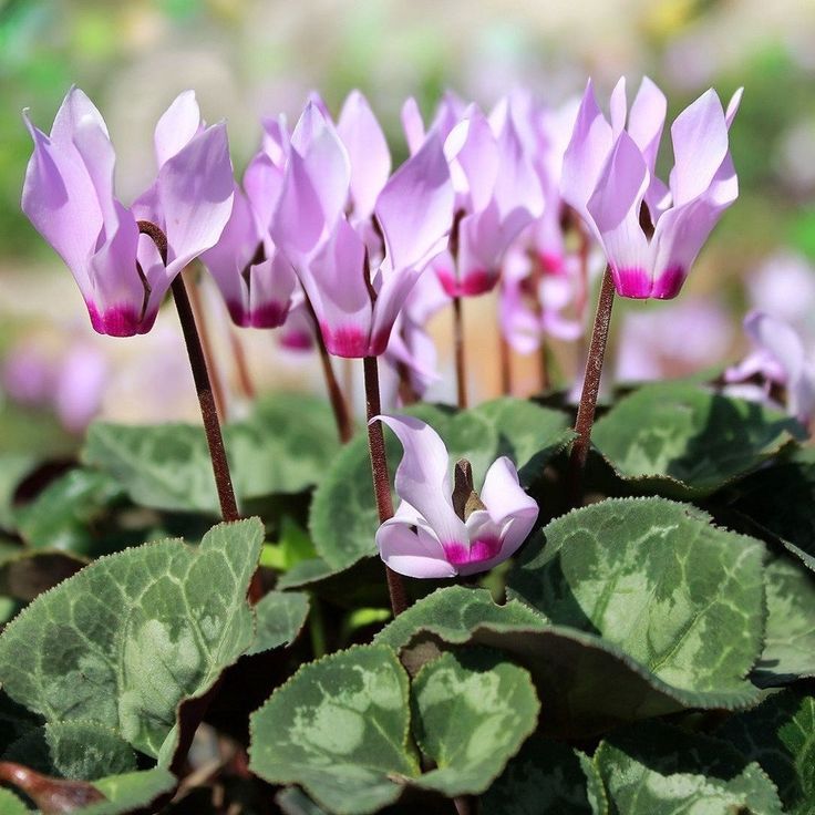 Cyclamen