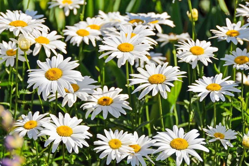 Daisies