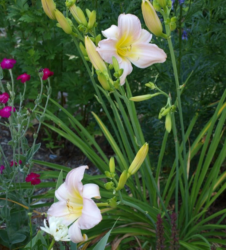 Daylilies