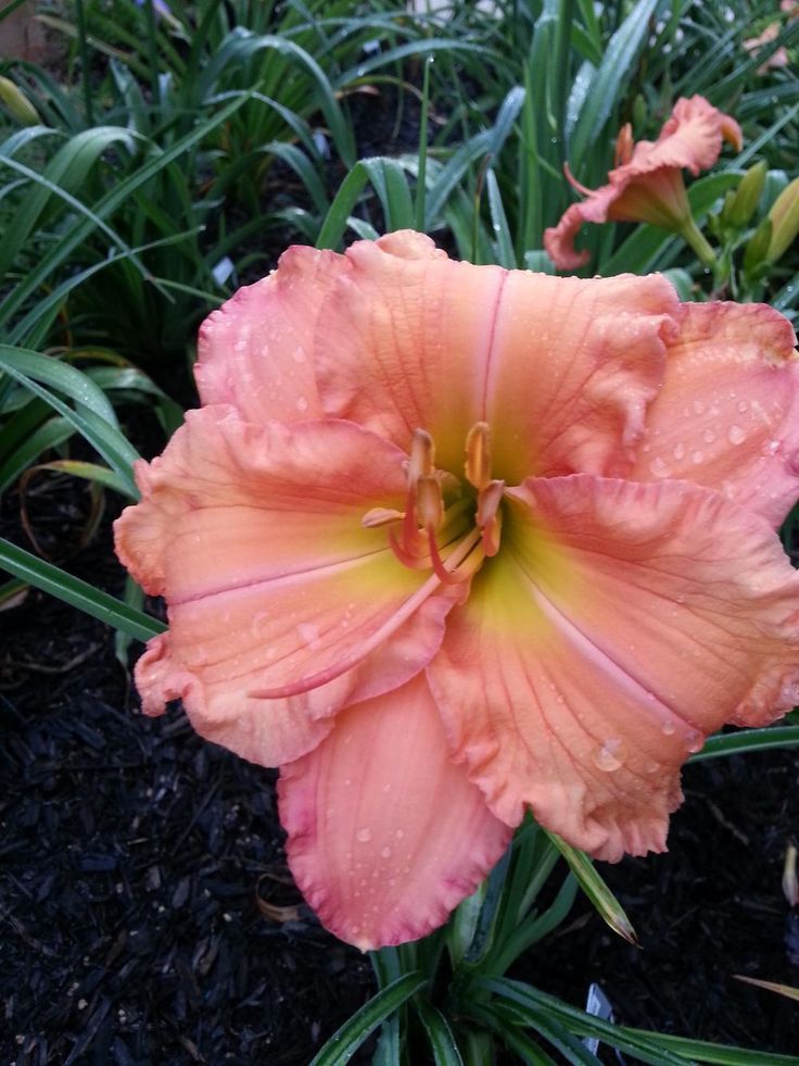 Daylily (Hemerocallis)