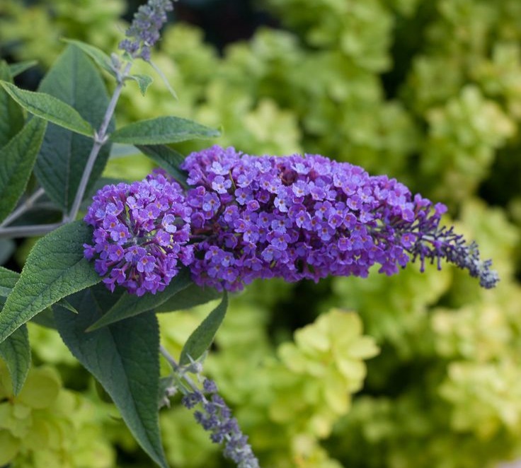 Deadheading Spent Blooms