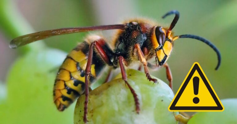 Dealing with Hornets? Here’s What You Need to Know