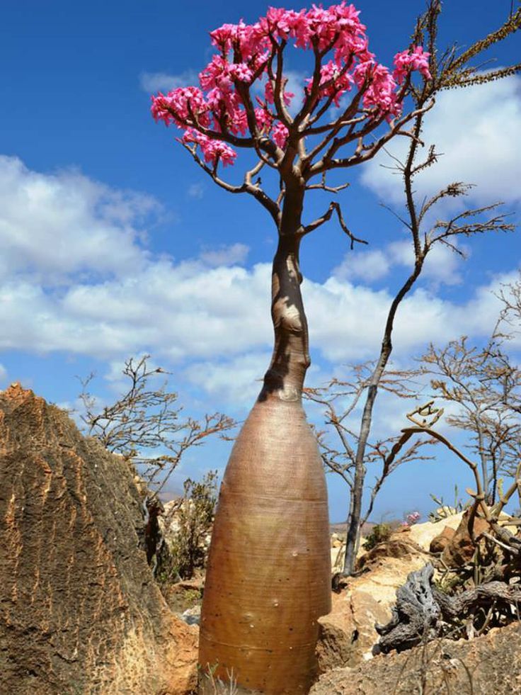 Desert Rose (Adenium obesum)