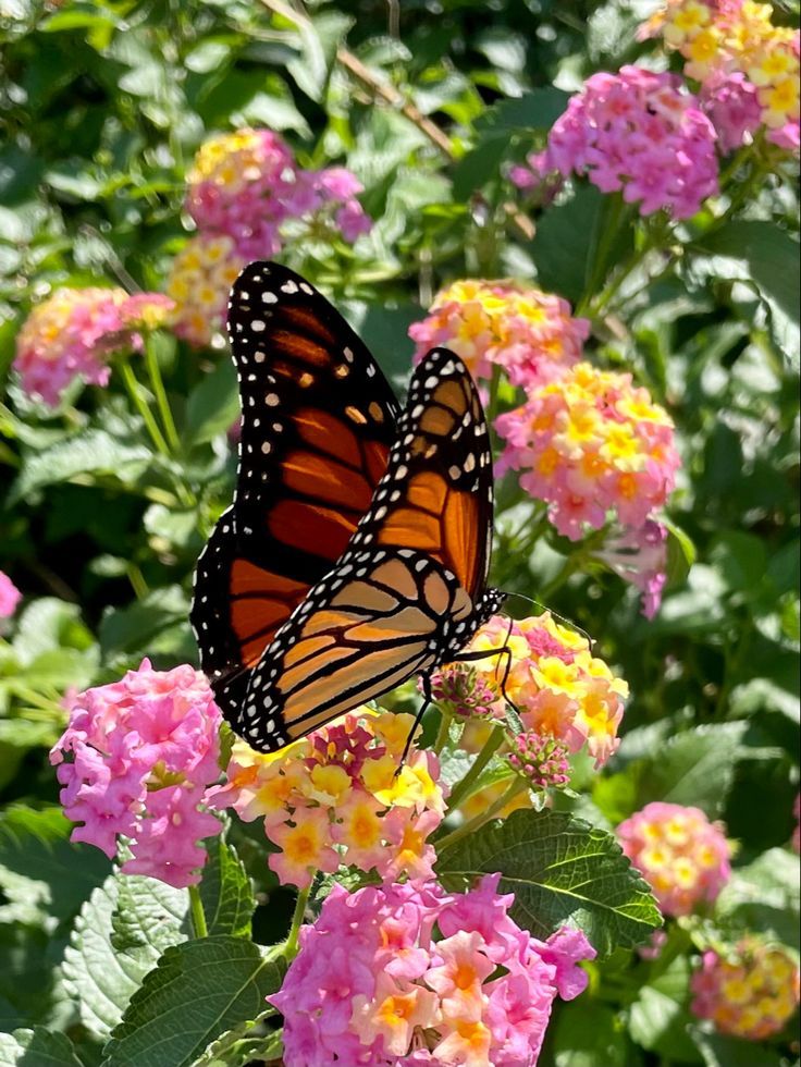 Design a Butterfly Garden