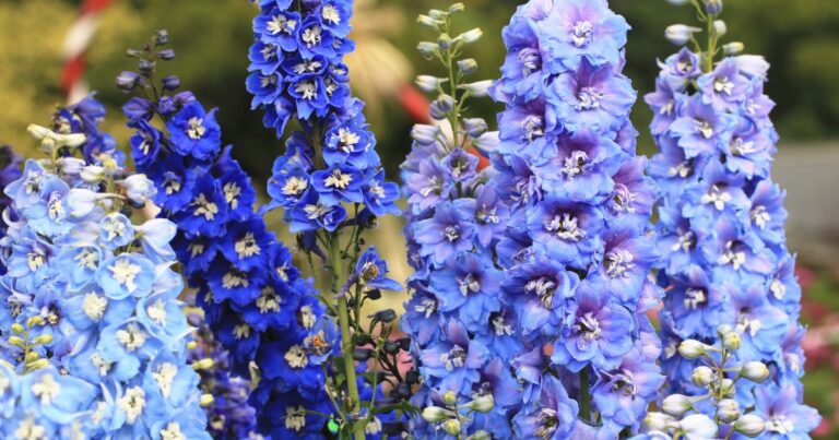 Design a Fairy-Tale Cottage Garden Using These 22 Stunning Flowers